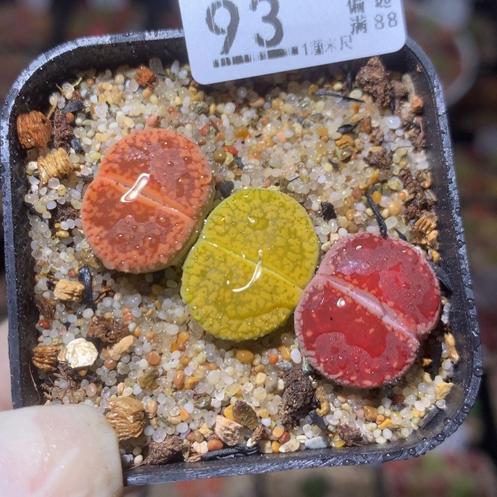 精品生石花218.93