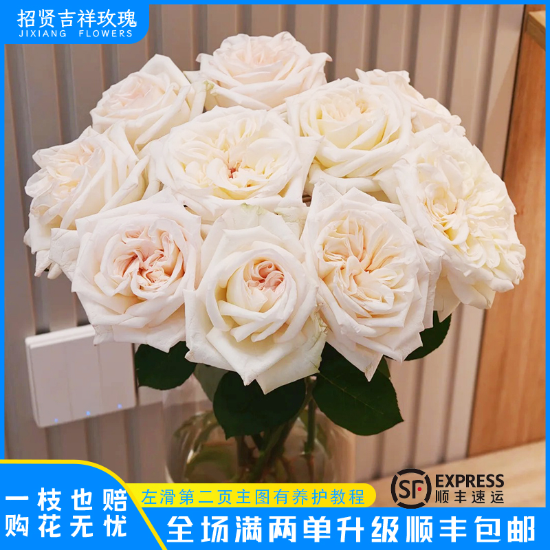 【白荔枝A/B】奶油白带浅粉心山东玫瑰基地直发 现采现摘  顺丰包邮