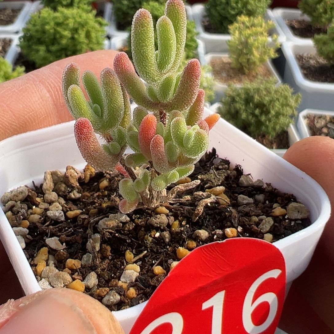 4.20多肉植物的216