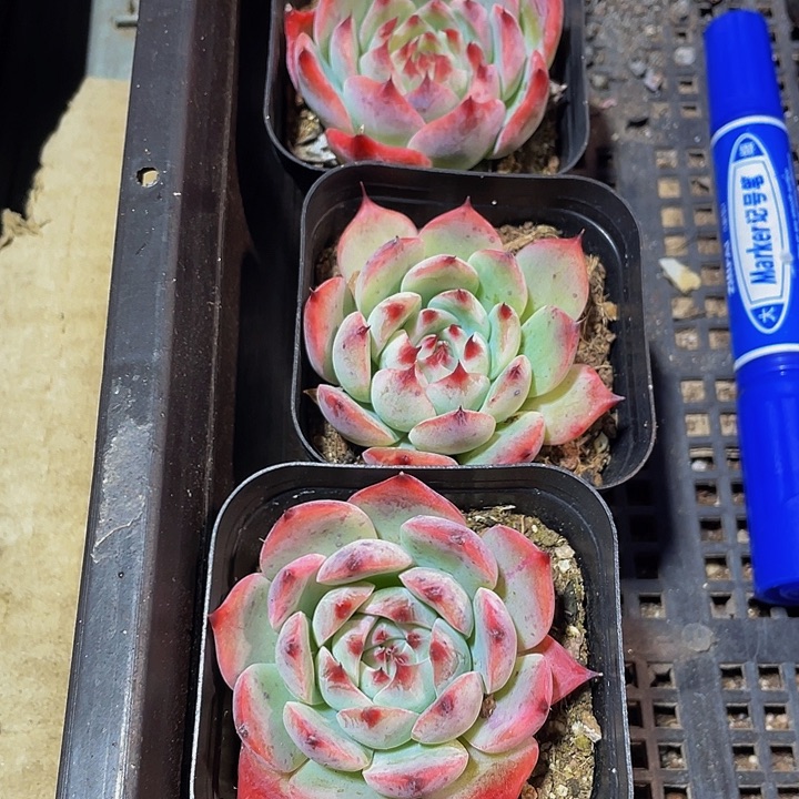 吉娃娃带哦土发货