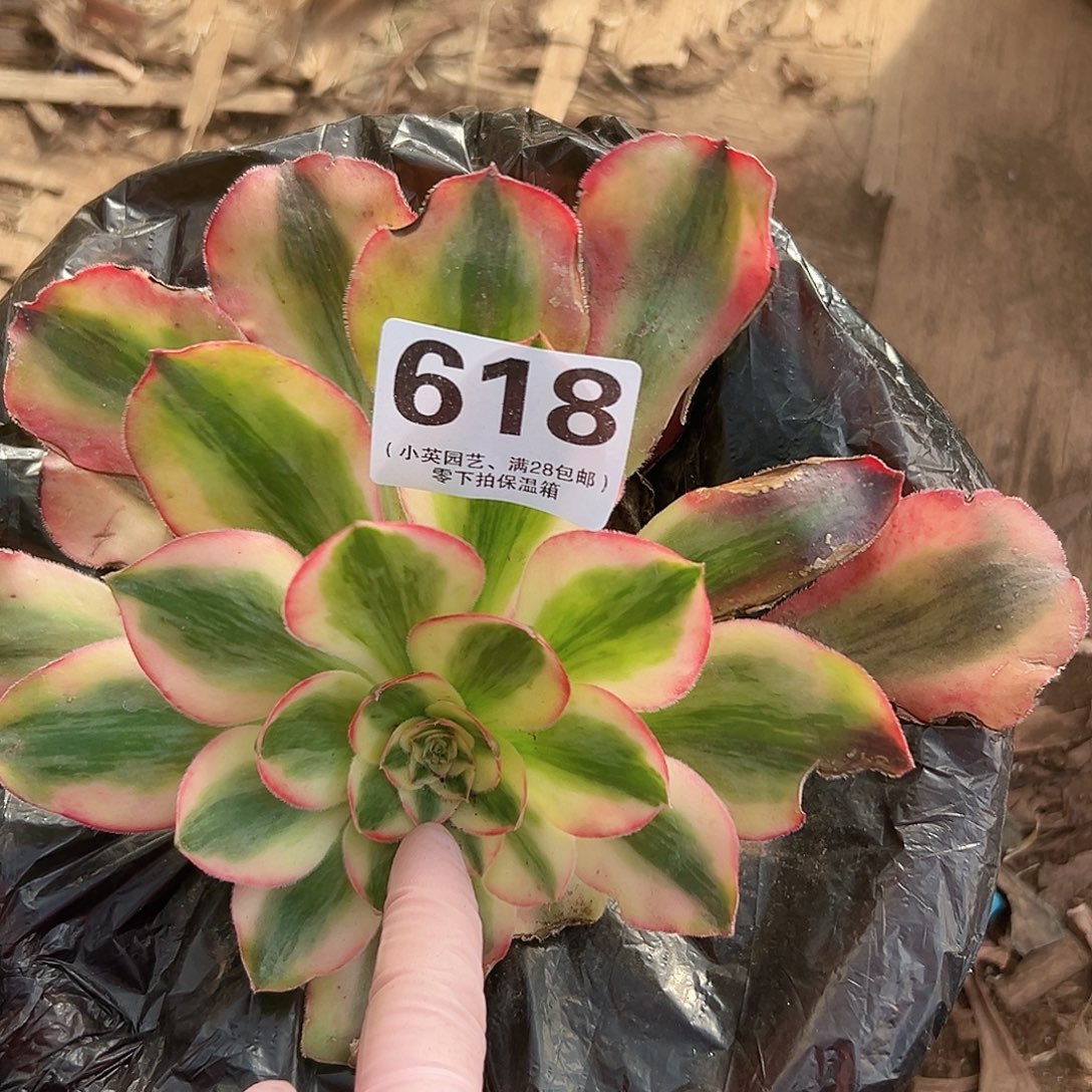 爱丽丝618多肉植物多肉植物