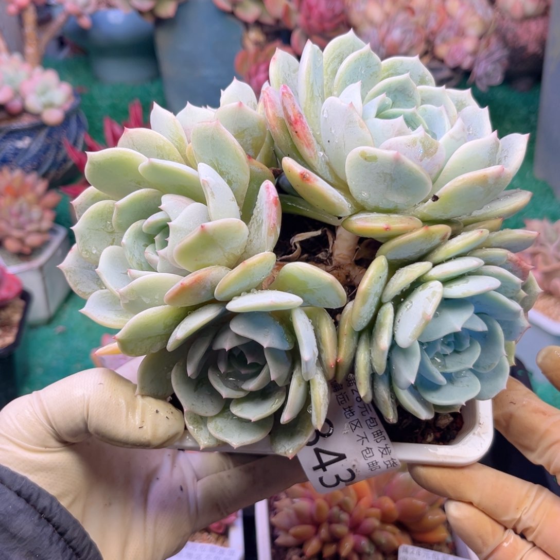 我0843/（sv zb x b ch b n n