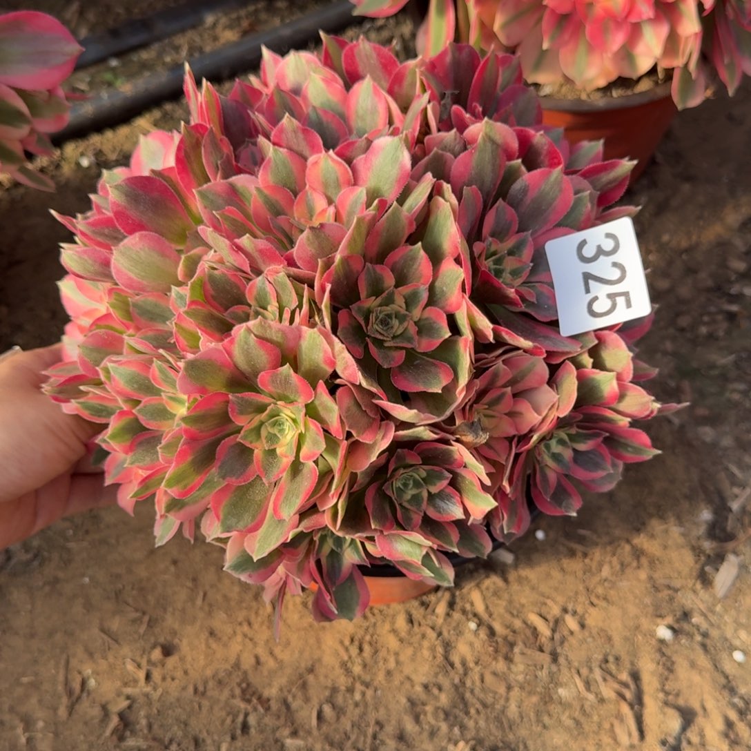 粉女郎法师多肉325号法师多肉