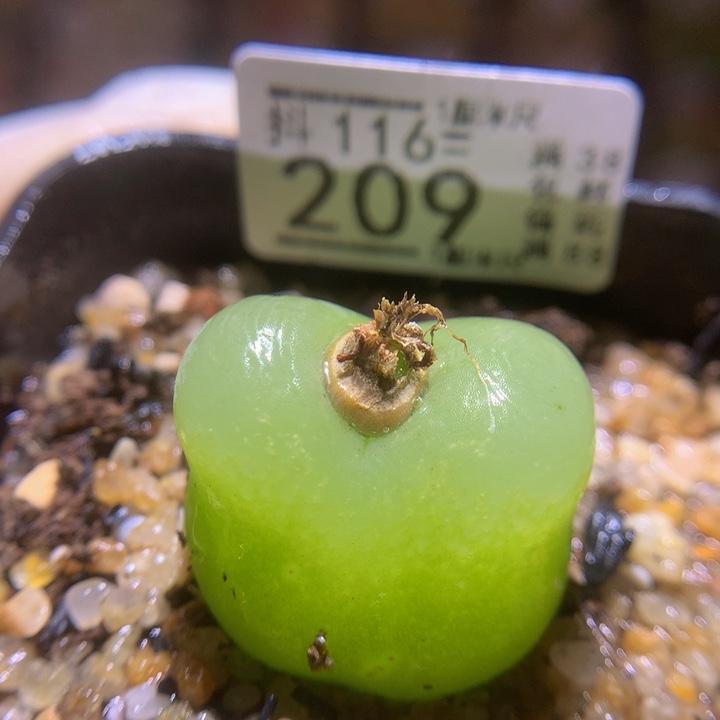 精品生石花116.209