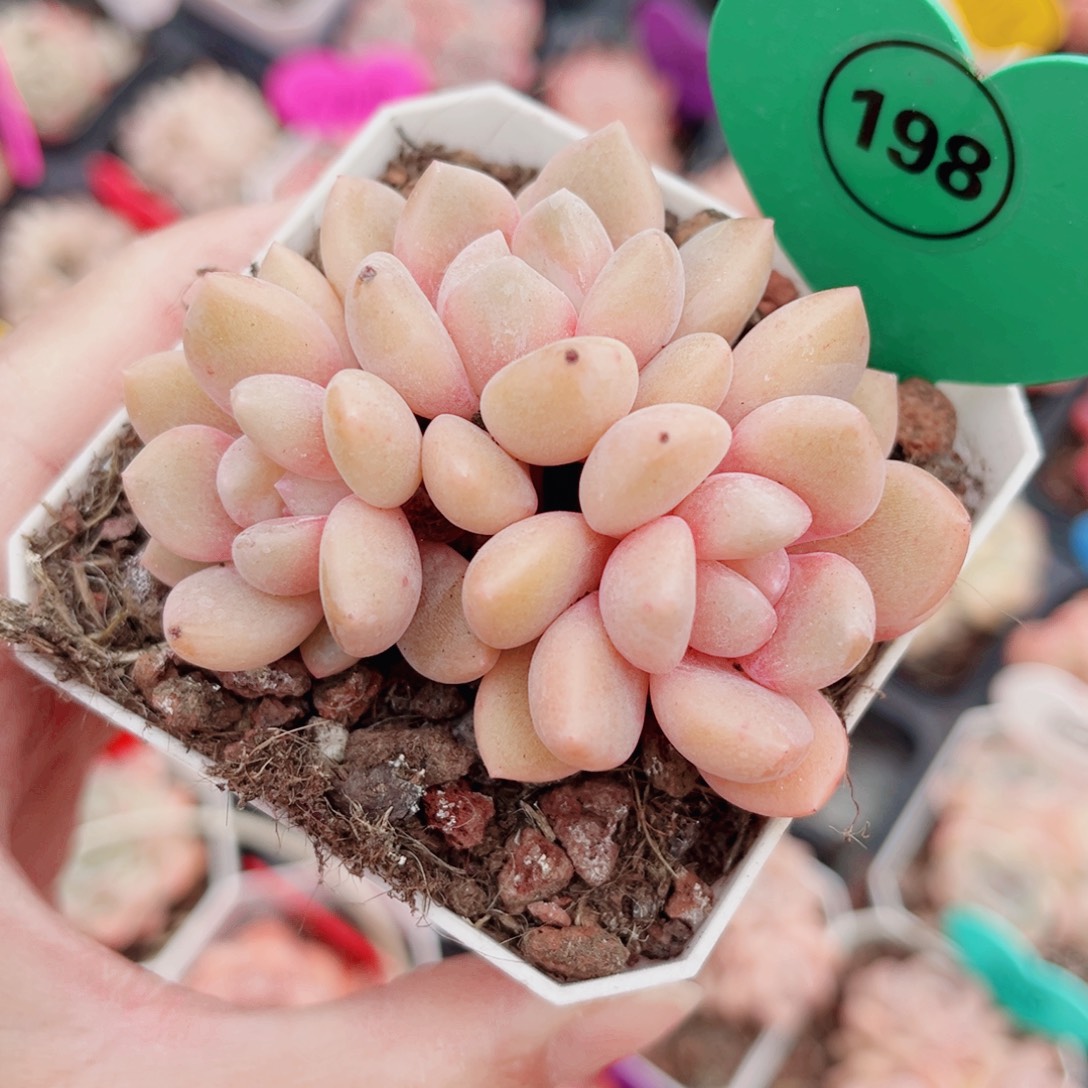 198号小老桩糖心群