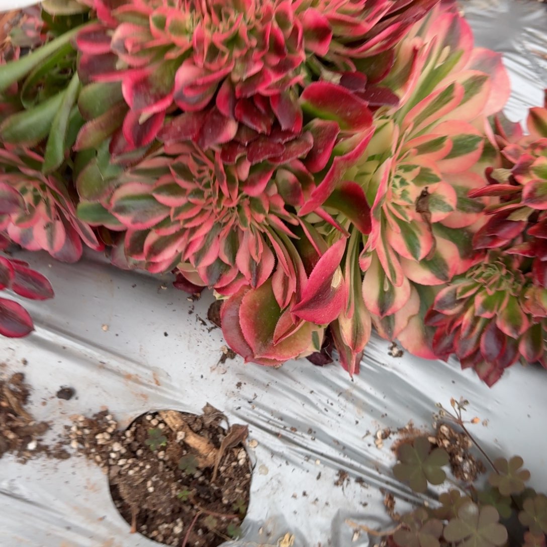 我8115 号多肉法师特价