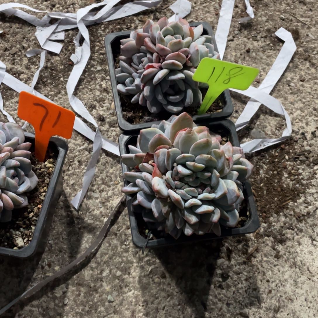 小***莫星影缀化多头群生118