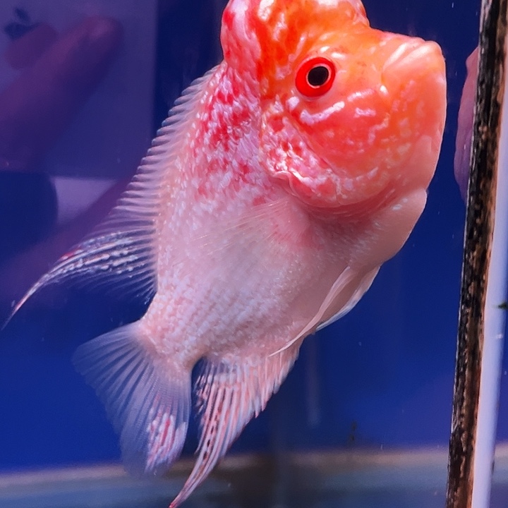 罗汉鱼金花火凤罗汉鱼