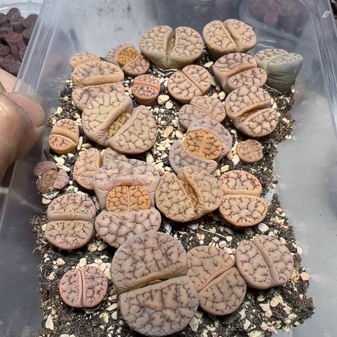 【闪购商品】 157。    