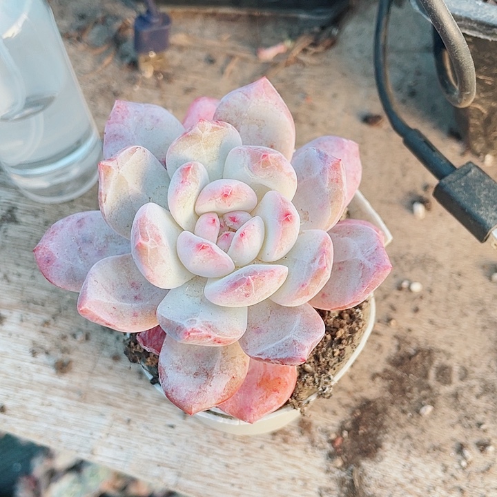 橙子2055668888999996