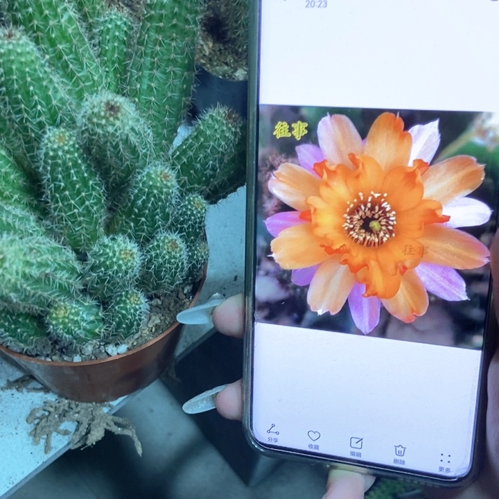 仙人球林肯宝石一盆