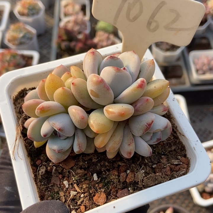1062星星雪多肉植物保护