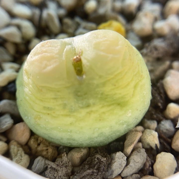 692拉登11111111111111