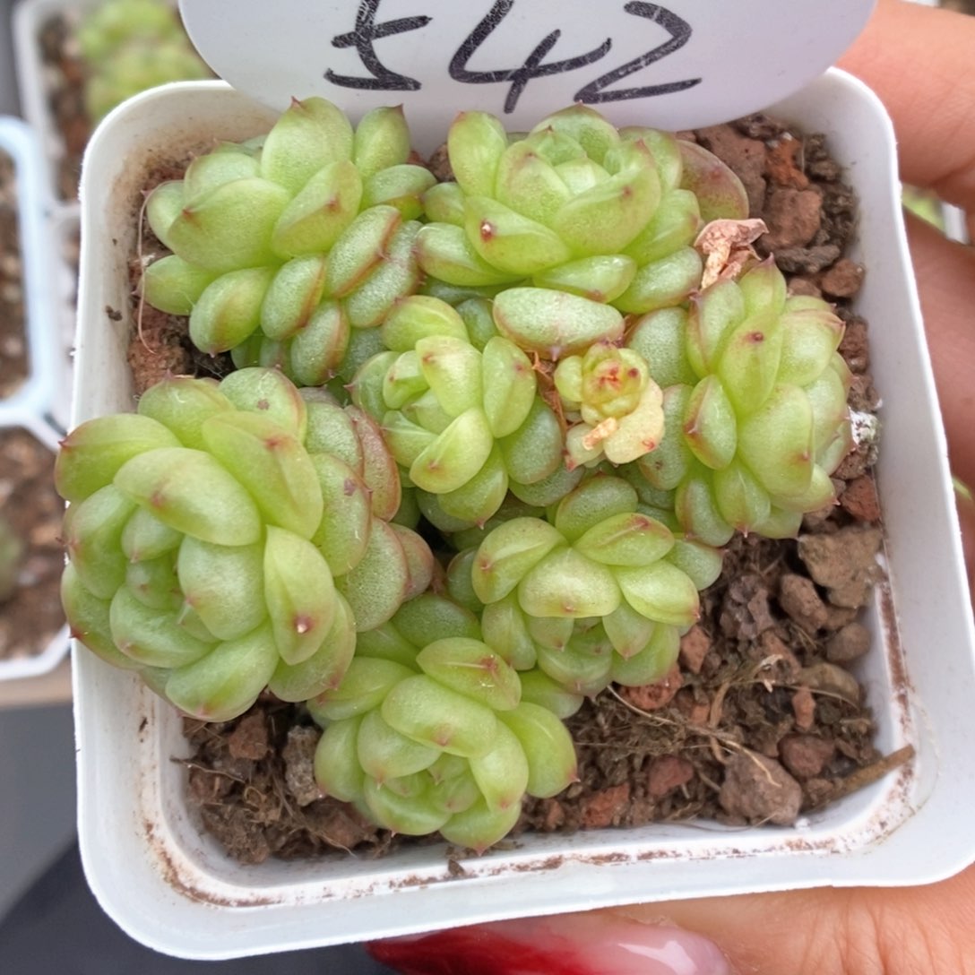 灯泡珍妮群生542号。 