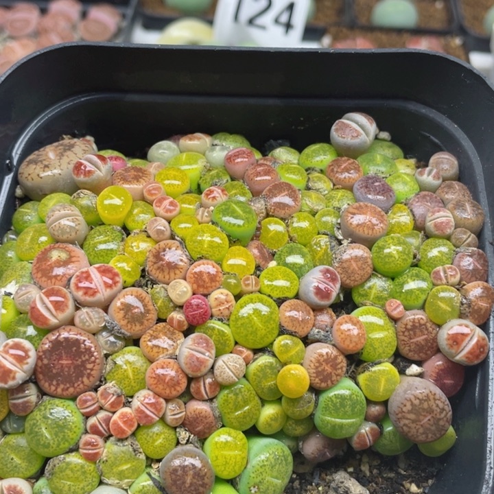 019彩混带盆零下拍保温