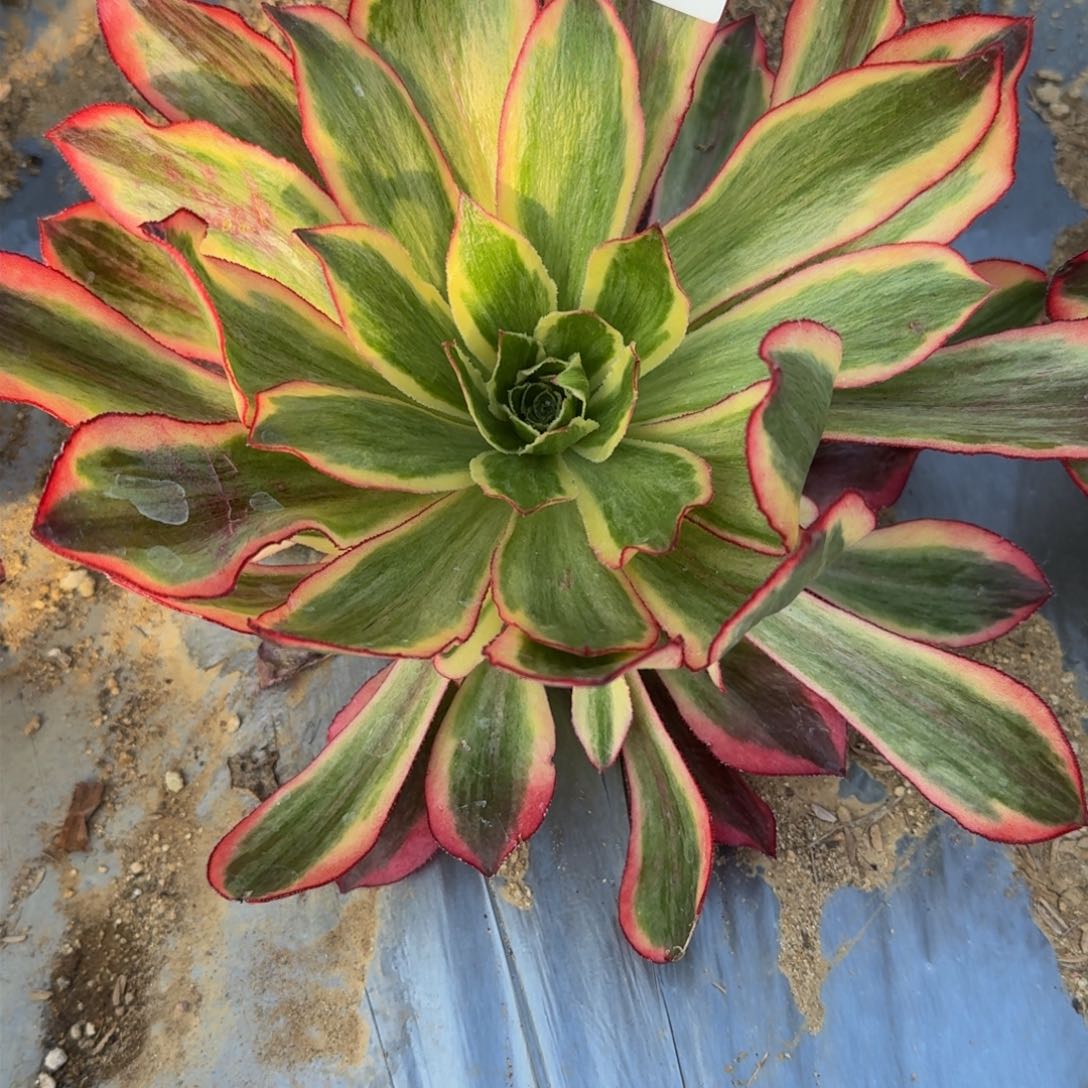 麻**?678魅影多肉植物