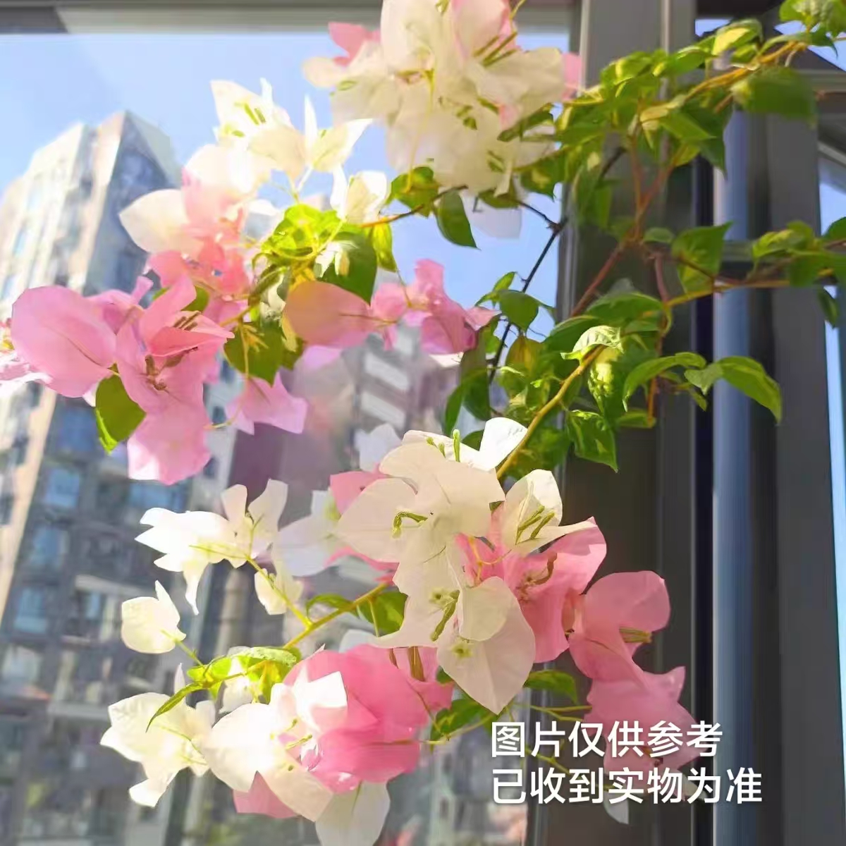 【金心橙白】三角梅四季开花勤花品种基地直发