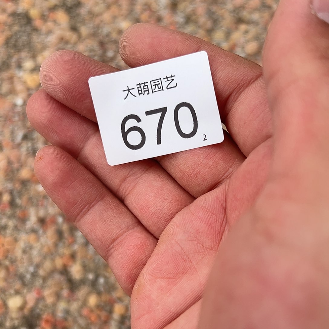 0000670清框小生石花混合脱土发无售后