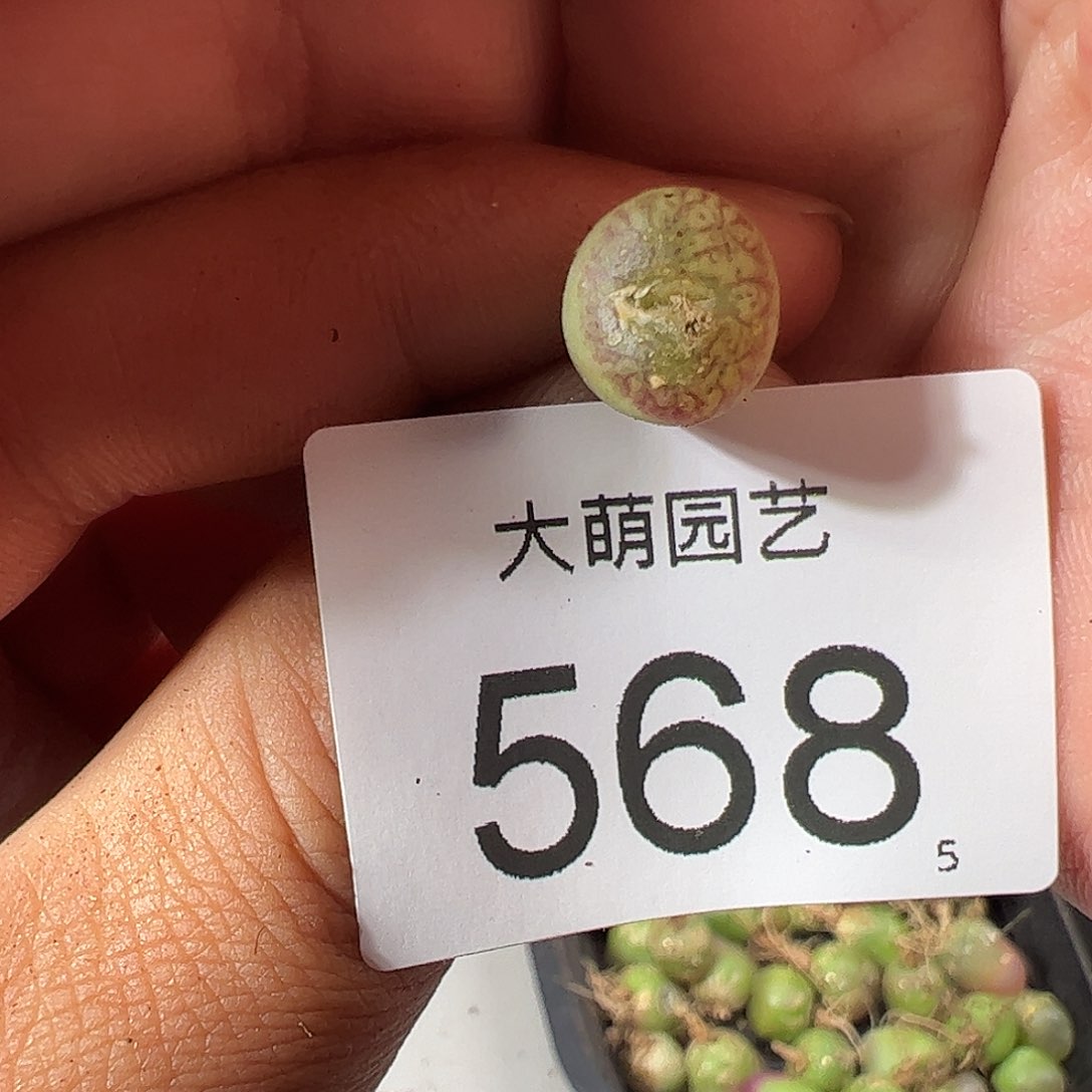 0000568 一物一拍……