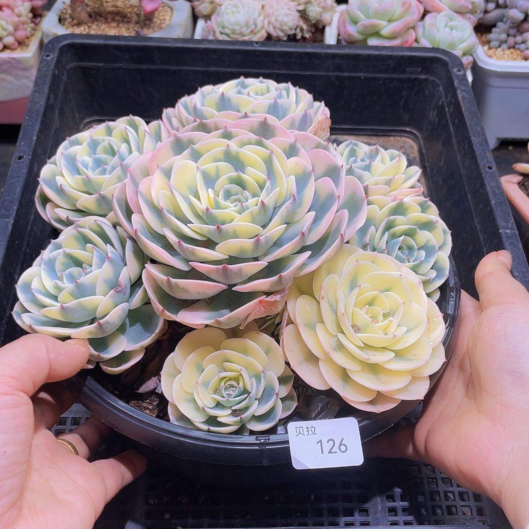 126 精品多肉一物一拍