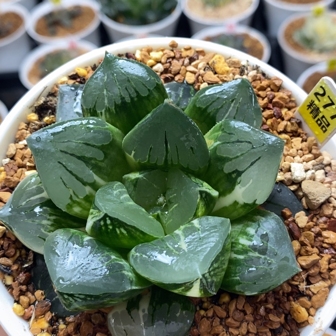 277莫迪卡十二卷多肉