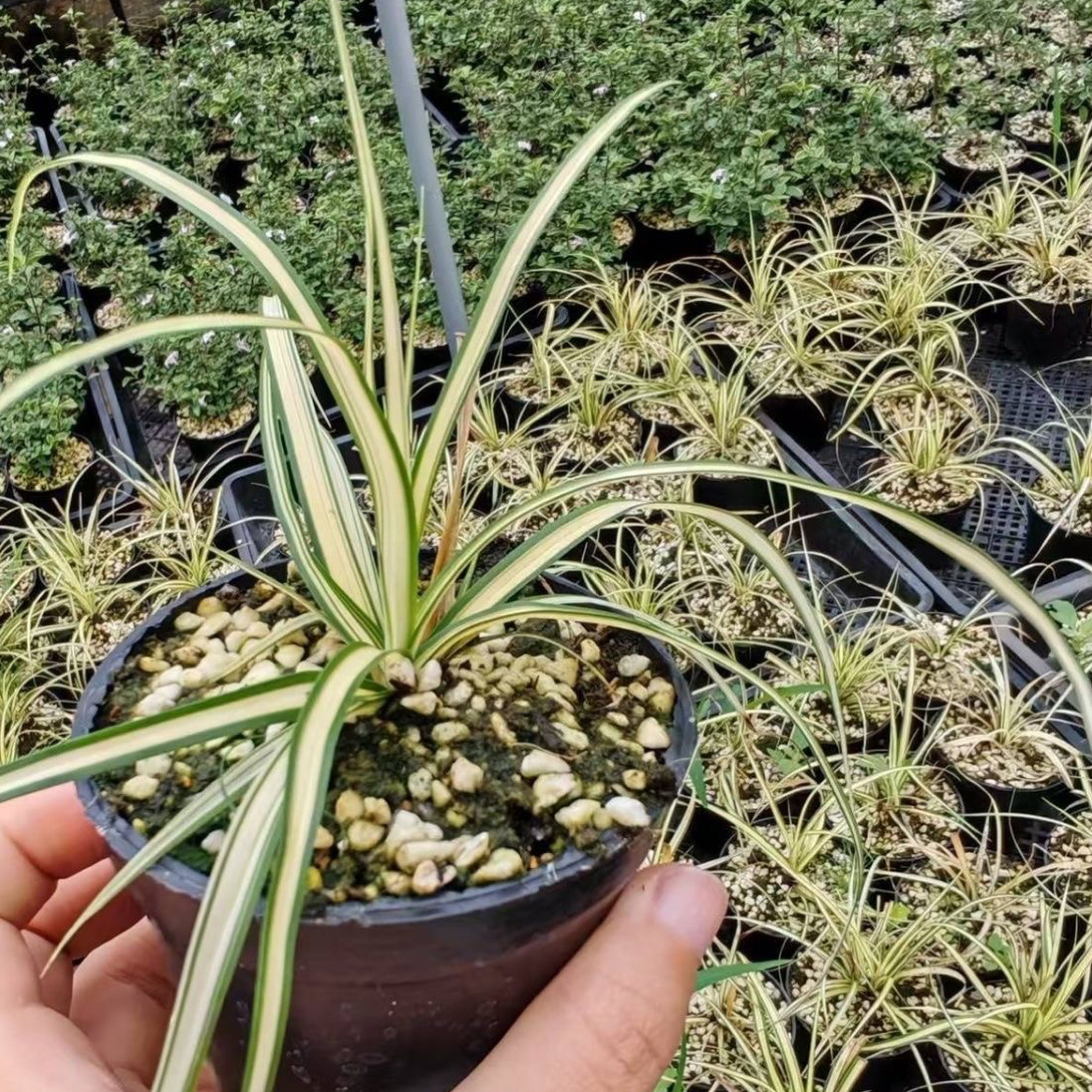 黄金中透艺金丝苔草盆栽耐寒金色发丝苔草室内绿植