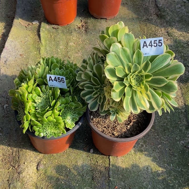 翡翠冰碧玉多肉456.455