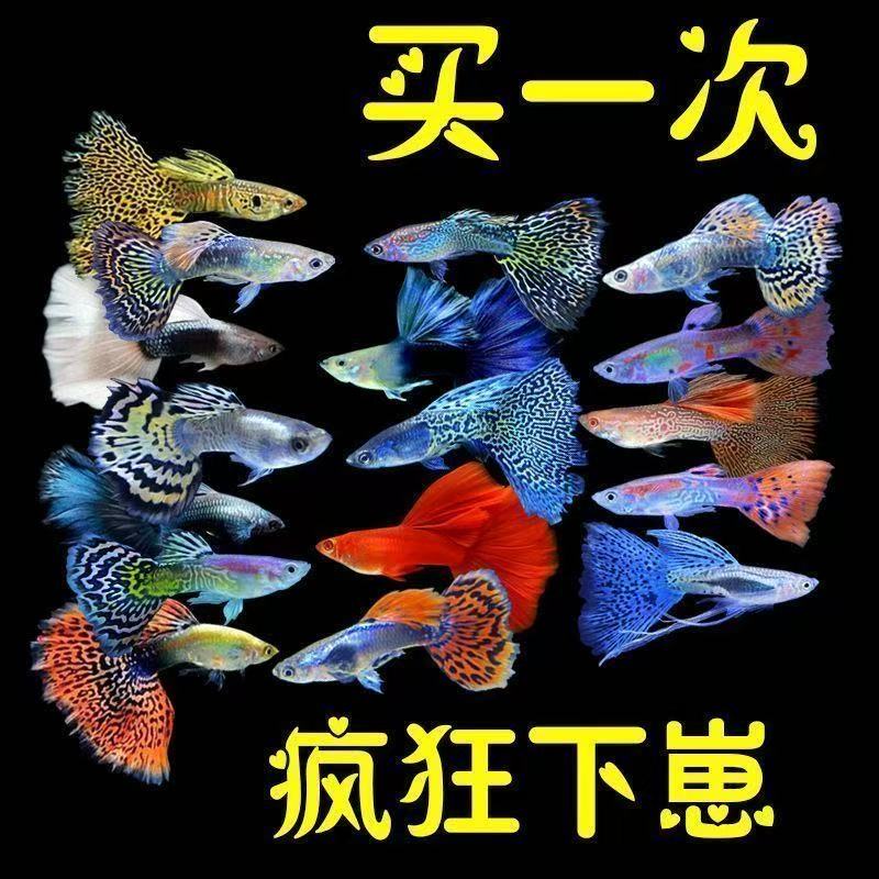 【深海熔岩色系】8条+2条备损孔雀鱼5个品种好看好养新手鱼繁殖强