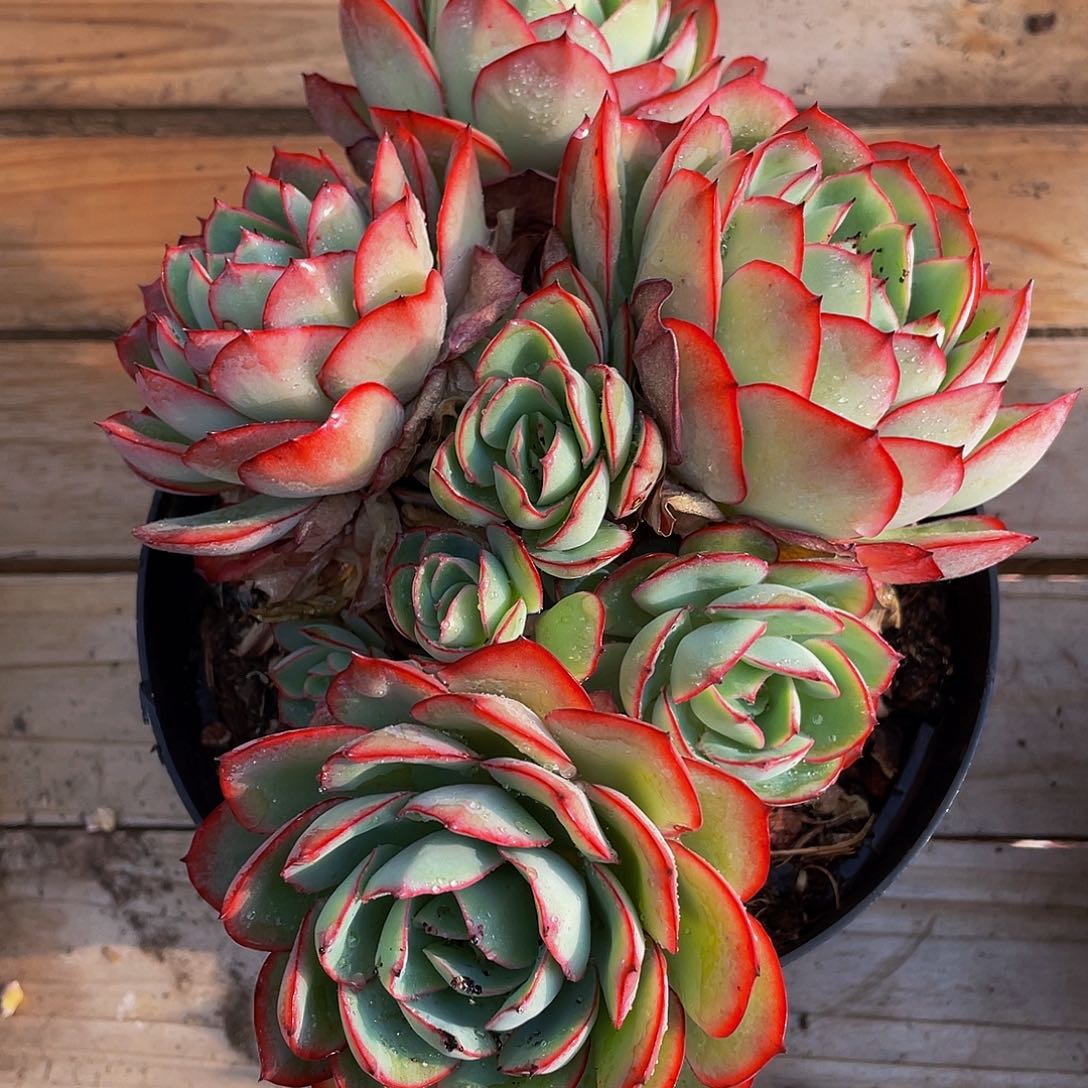 牡丹停多肉植物群