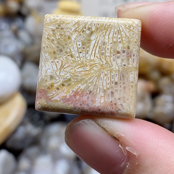 颈饰未镶嵌硅化珊瑚（珊瑚玉）小