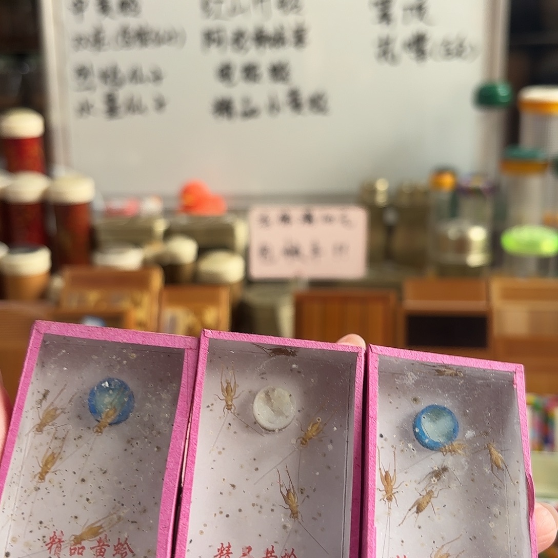 三盒小黄 过冬小黄