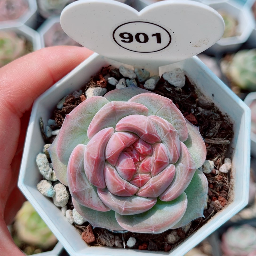 风靡园艺新品珍妮单头