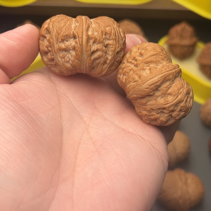 45尺精配矮桩毕业元宝