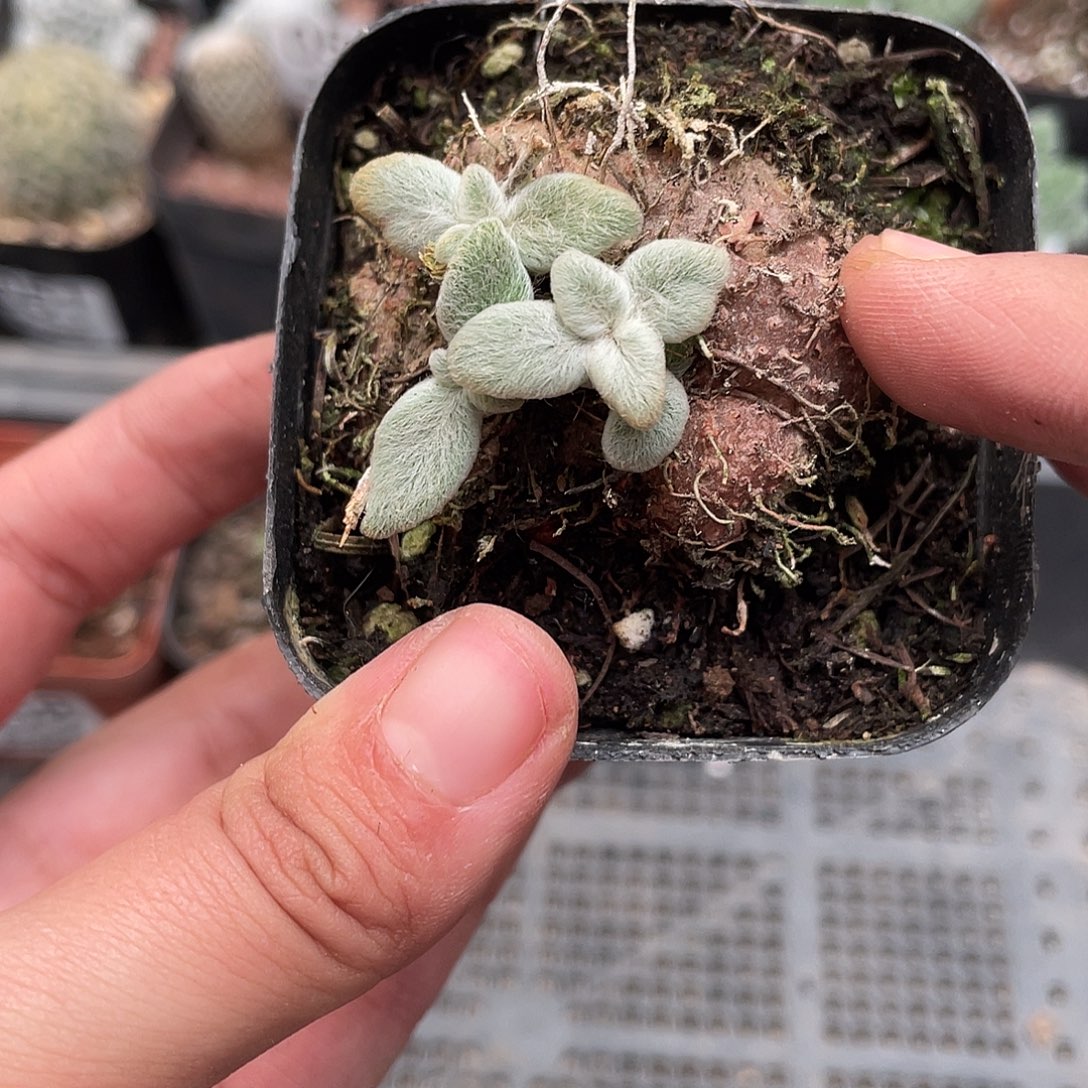 060断崖女王（满18元包邮）