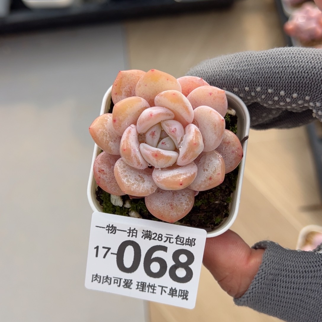 奶盖多肉多肉多肉多