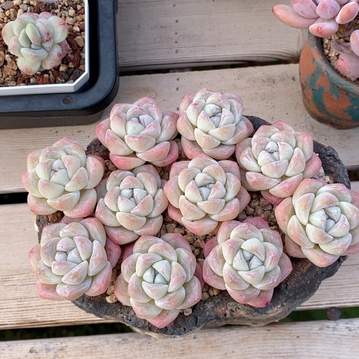 冰玉10颗 打包福利