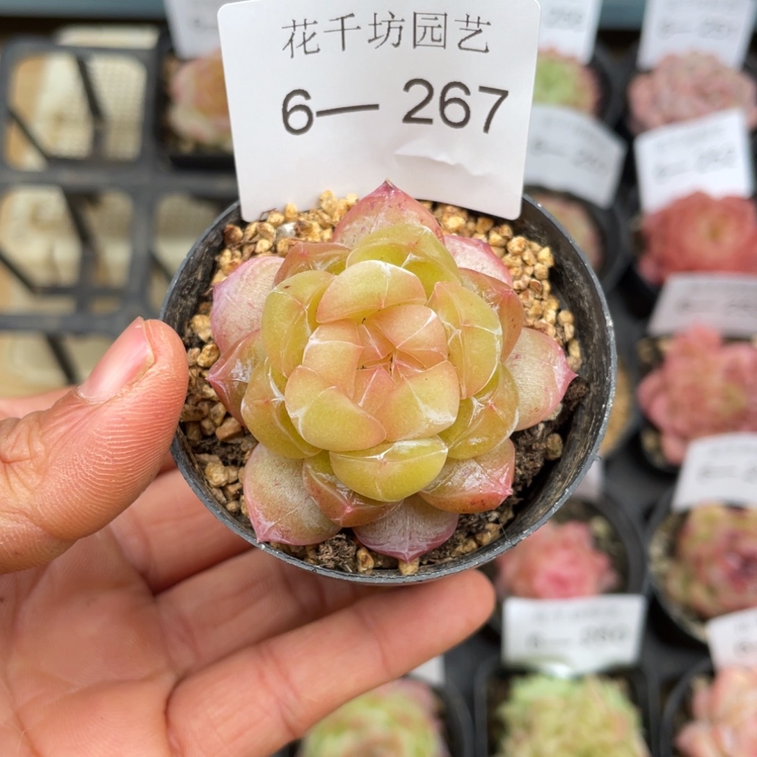 一物一拍小盆1棵6-267