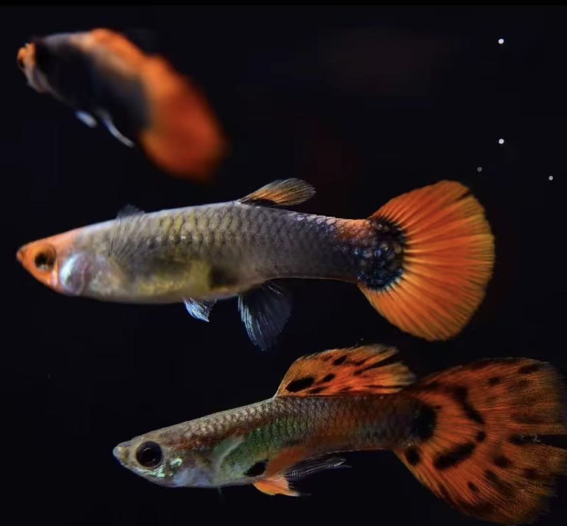 【渔场直销】杂袍孔雀鱼小红扇凤尾鱼小型观赏小鱼简单耐活好养热带