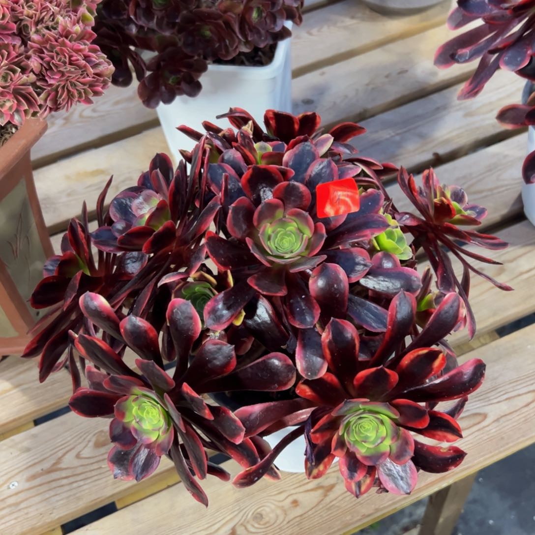 97炖肉植物发货欧嘉莉