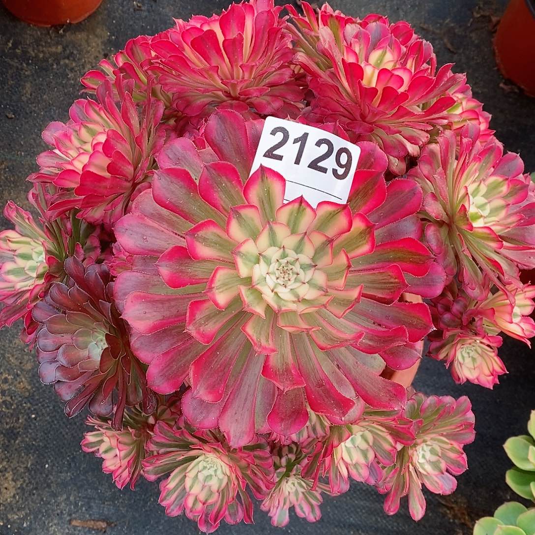 红陶2129红铜白4多肉阴阳