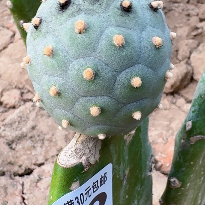 无花朵特价无刺毛毛习652