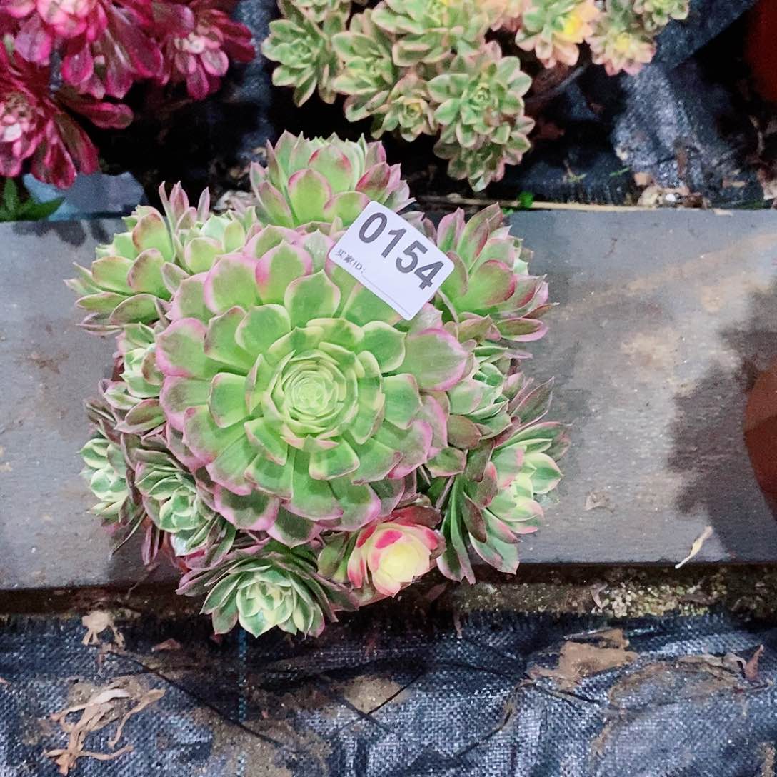 潇***常海王0154多肉20冠服