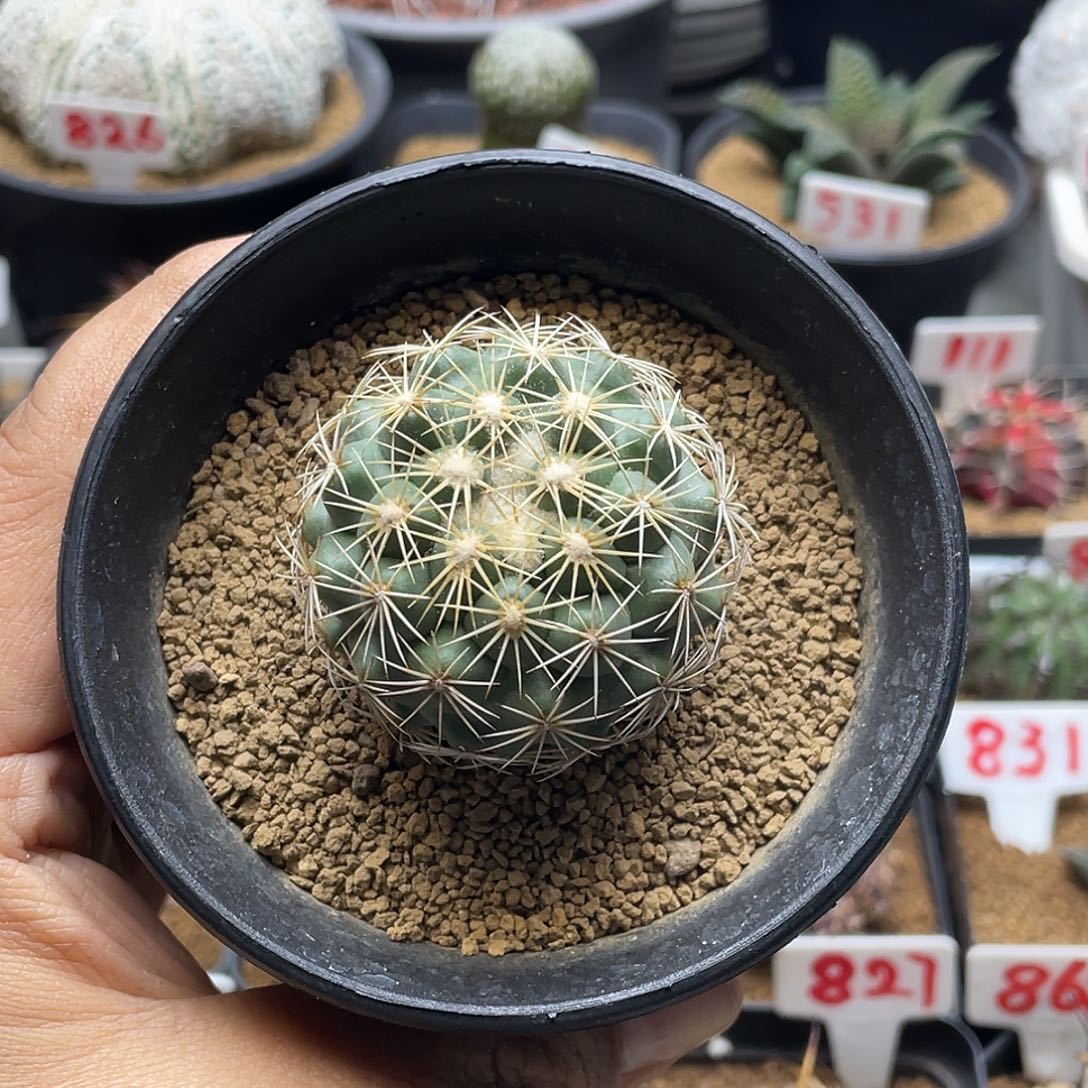 实生顶花球属凤舞丸仙人球