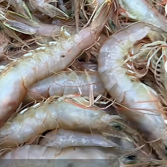 源源鲜-大连本地海捕野生灯笼红虾鹰爪虾 品质保证 扒虾仁 包饺子
