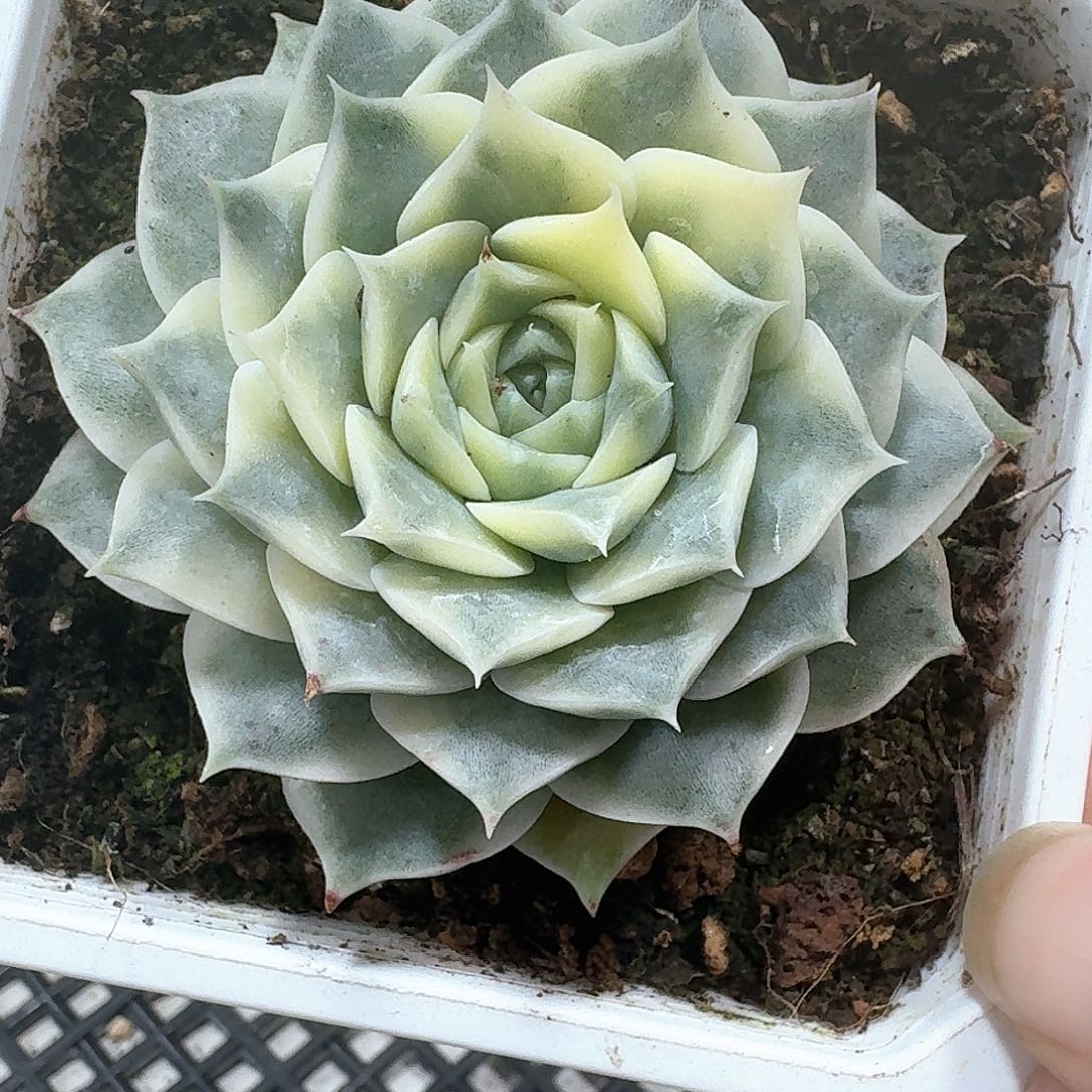 海琳娜锦多肉植物