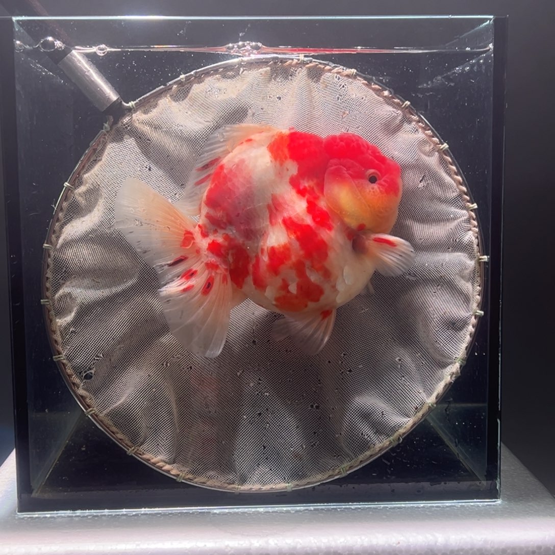 金鱼071。999999999999