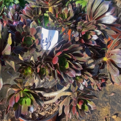 灰法师丛林多肉植物33多肉