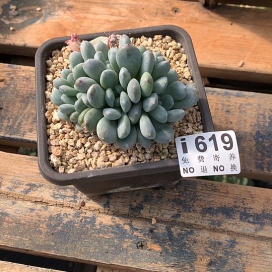 M***i菩提子朵朵默认侧切619