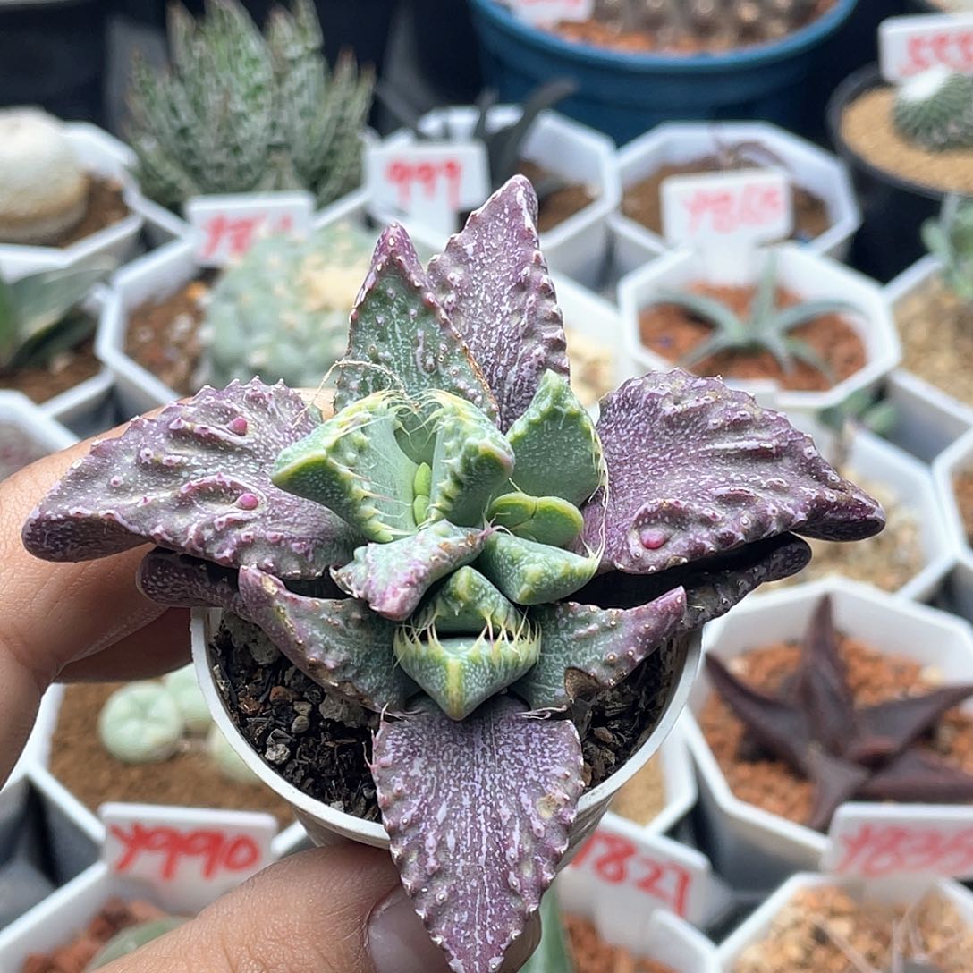 实生紫皮多头狂澜怒涛 微瑕