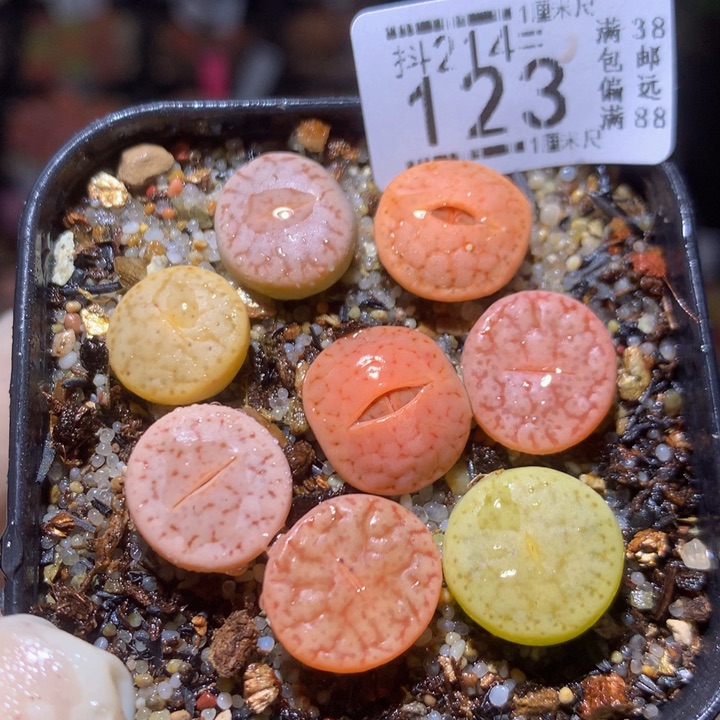 精品生石花214.123